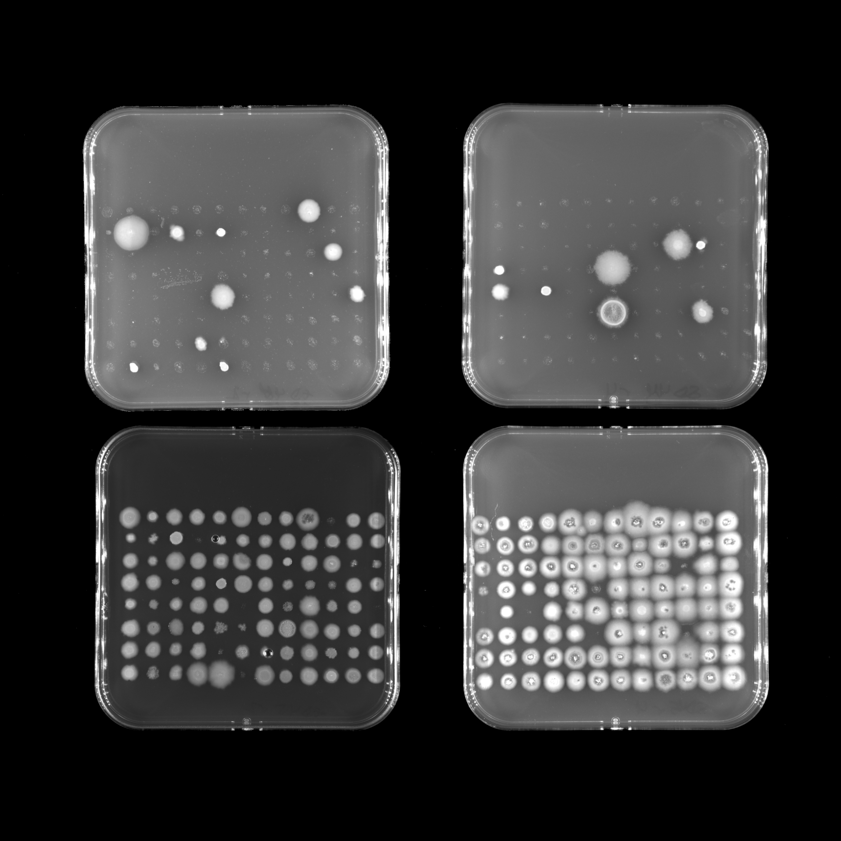 Photo: Fixation and loss of resistance | Danna Gifford