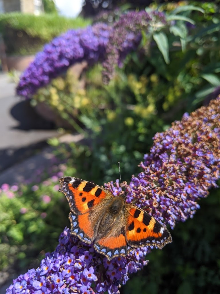 Aglais urticae (small tortoiseshell butterfly) feeding on a lilac branch.